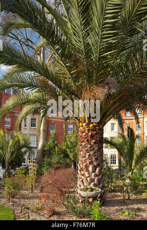 Datum oder Dattelpalme - Phoenix dactylifera in London Stockfoto