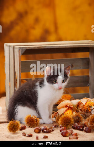 Katze, Kätzchen, 9 Wochen | Hauskatze, Kaetzchen, 9 Wochen Stockfoto