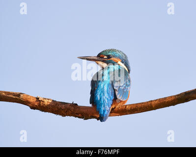 Ein Eisvogel eine Pause. Eder Fluss, Deutschland Stockfoto