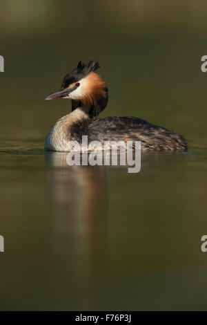 Haubentaucher / Haubentaucher (Podiceps Cristatus) schwimmt auf ruhigem Wasser, brillante Farben, geringe Sicht. Stockfoto