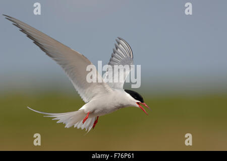 Erwachsenen Küstenseeschwalbe / Kuestenseeschwalbe (Sterna Paradisaea) während des Fluges, gestreckten Flügeln Anrufe aggressiv; schönen Hintergrund. Stockfoto