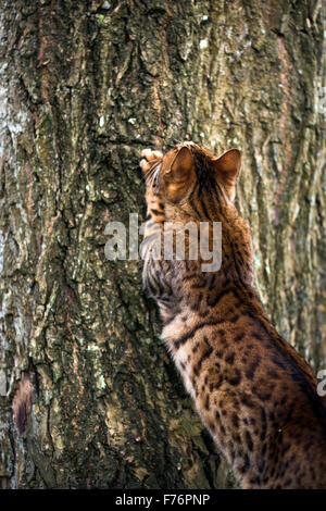 Bengal-Katze jagt auf einen Baum Stockfoto