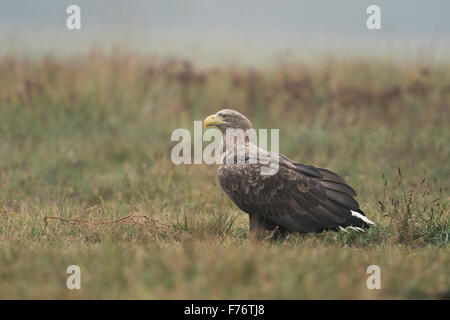 Aufmerksamen Erwachsenen Seeadler / Sea Eagle / Seeadler (Haliaeetus Horste) sitzt auf dem Boden sorgfältig umzusehen. Stockfoto