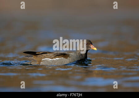 Teichhühner / Teichralle / Teichhuhn (Gallinula Chloropus) schwimmt auf schöne farbige Freiwasser. Stockfoto