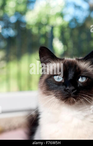 Zugeschnittenen Vorderansicht einer Birman-Kreuz braun und Creme Katze mit blauen Augen Stockfoto