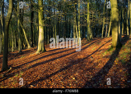 Fagus Sylvatica. Buche und späten Nachmittag Sonne und Schatten im Herbst. November. England Stockfoto