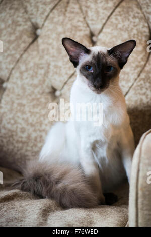 Balinese Katze saß ganz still auf einem Sessel Stockfoto