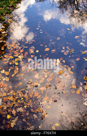 Gefallener Herbst Baum Blätter in einem Wald Pfütze, die einen bewölkten Himmel spiegelt. UK Stockfoto