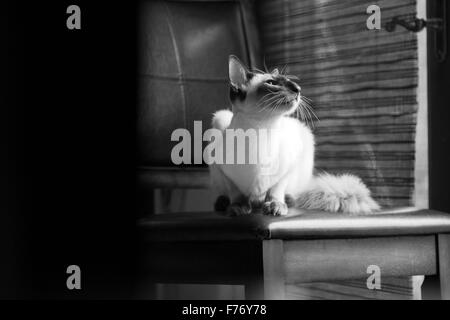 Balinese Katze saß ganz still auf einem Stuhl am Fenster Stockfoto