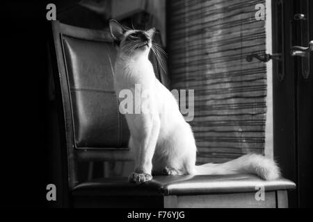 Balinese Katze saß ganz still auf einem Stuhl am Fenster Stockfoto