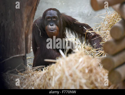 Köln, Deutschland. 26. November 2015. Budi der männlichen Bornean Orangutan Futter für Lebensmittel in seinem Gehege im Zoo in Köln, 26. November 2015. Das 9-Year-Old Tier zog nach Köln vor zwei Monaten aus dem Zoo in Ústí Nad Labem in Tschechien. Foto: HENNING KAISER/DPA/Alamy Live-Nachrichten Stockfoto