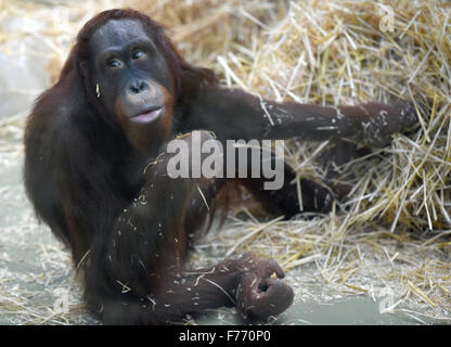 Köln, Deutschland. 26. November 2015. Budi der männlichen Bornean Orangutan Futter für Lebensmittel in seinem Gehege im Zoo in Köln, 26. November 2015. Das 9-Year-Old Tier zog nach Köln vor zwei Monaten aus dem Zoo in Ústí Nad Labem in Tschechien. Foto: HENNING KAISER/DPA/Alamy Live-Nachrichten Stockfoto