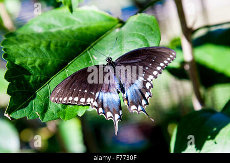 Papilio Troilus. Spicebush Schwalbenschwanz. Charleston, South Carolina. Stockfoto