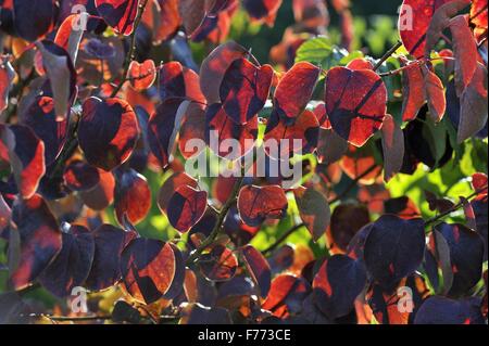 Redbud Hazel - Blätter Kousa Hartriegel - japanischer Hartriegel - chinesischen Hartriegel (Cornus Kousa var.chinensis) am Ende des Sommers Stockfoto