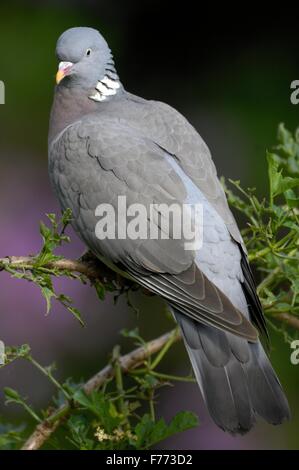 Gemeinsamen Ringeltaube - thront auf einem Ast europäischen Ringeltaube (Columba Palumbus - Columba Palumba) Stockfoto