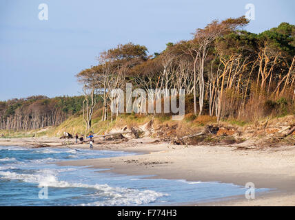 Weststrand, Darßer Wald an der Ostsee, geboren am Fischland-Zingst, Western Region Nationalpark Vorpommersche Stockfoto