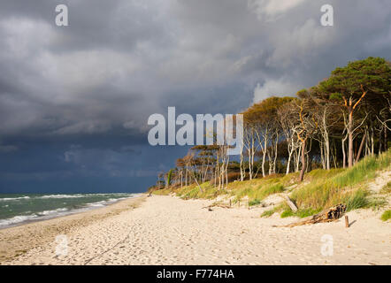 Dunkle Wolken über den westlichen Strand und Darßer Wald an der Ostsee, geboren am Fischland-Zingst, Western Pomerania Lagune Stockfoto