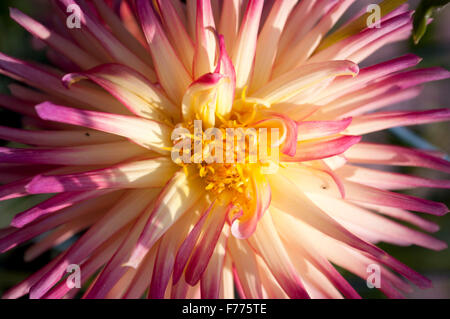 Nahaufnahme von einem rosa Dahlie mit einem gelben Zentrum fotografiert in Olympia, WA. Thurston County, USA. Stockfoto