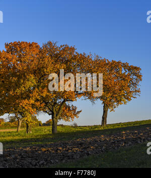 Kirschbaum, Rosalia, Niederösterreich, Österreich Stockfoto