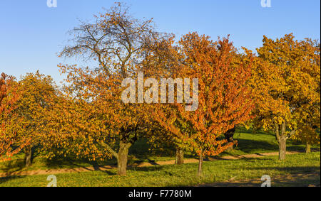 Kirschbaum, Rosalia, Niederösterreich, Österreich Stockfoto