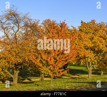 Kirschbaum, Rosalia, Niederösterreich, Österreich Stockfoto