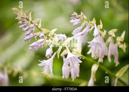 Violette Funkia Makro, sommergrüne mehrjährige Pflanze in der Asparagaceae Familie, genannt Hostas oder Wegerich Lilien blühen Blumen Stockfoto