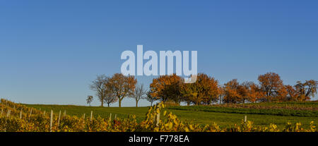 Kirschbaum, Rosalia, Niederösterreich, Österreich Stockfoto