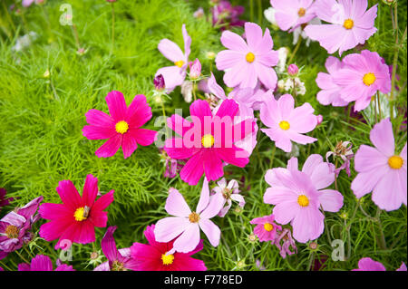 Farbige Kosmos Pflanzen blühen im Juli, namens Cosmos Bipinnatus Blumen Garten Kosmos oder mexikanische Aster... Stockfoto