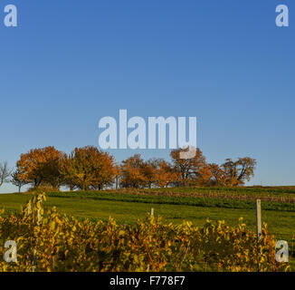 Kirschbaum, Rosalia, Niederösterreich, Österreich Stockfoto