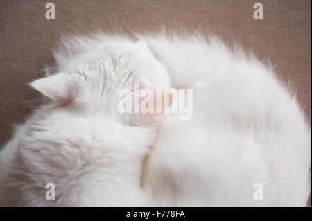 Türkische Angora Katze schläft, Ankara Kedisi oder Ankara Katze, heimischen Rasse weiße Langhaar-Katze, Tier liegen Blick von oben in ho Stockfoto