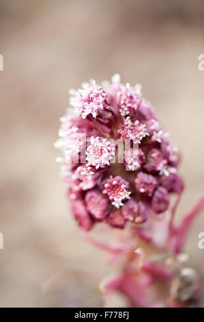 Petasites Hybridus Blumen Makro, Pestwurz krautige Staude in der Asteraceae Familie blühende Pflanze verklumpen, andere Namen Moor Stockfoto