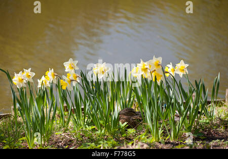 Wilde Ente schlafen in Blumen, ein Vogel schläft auf dem Boden im Park zwischen Narcissus Jonquilla Blüte gelb weiß... Stockfoto