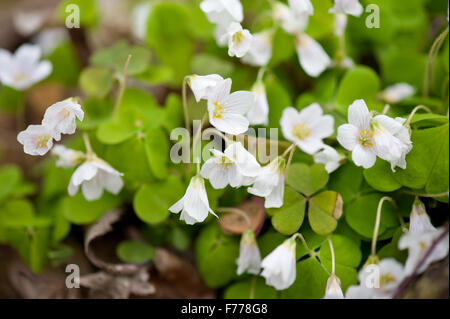 Sauerklee Blüte Makro Pflanze wachsen in toten Baumstamm, Oxalidaceae Familie Pflanze, Oxalis Acetosella genannt Halleluja in Herzform Stockfoto