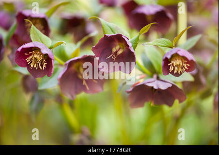 Nieswurz weinroten Blüten Makro, Pflanzen blühende Poisonus in der Butterblume-Familie, die im April blühen früh Frühling... Stockfoto