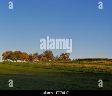 Kirschbaum, Rosalia, Niederösterreich, Österreich Stockfoto