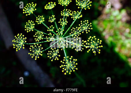 KRÄUTER DILL VERBREITUNG KNOSPEN Stockfoto