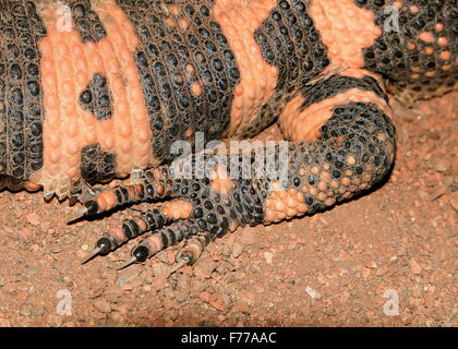 Hinterbein & Klaue eines Gila Monster (Heloderma Suspectum), giftige Eidechse stammt aus dem Südwesten der USA & Nord Mexiko (Sonora) Stockfoto