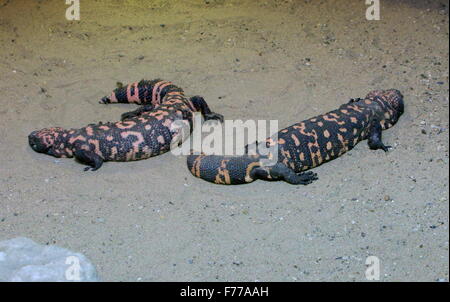 Zwei Gila Monster (Heloderma Suspectum), giftige Eidechsen in den südwestlichen Vereinigten Staaten & Nord-Mexiko (Sonora) Stockfoto