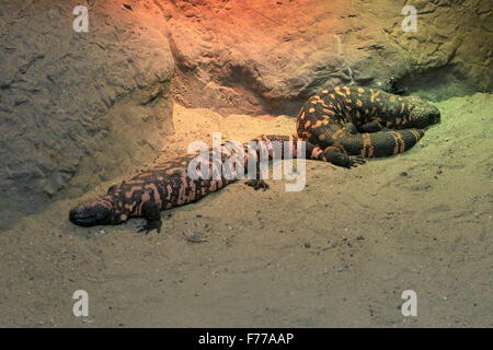 Zwei Gila Monster (Heloderma Suspectum), giftige Eidechsen in den südwestlichen Vereinigten Staaten & Nord-Mexiko (Sonora) Stockfoto