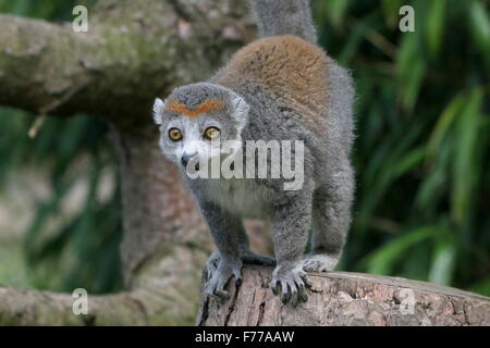 Temperamentvolle madagassische weibliche gekrönte Lemur (Eulemur Coronatus) vor der Kamera Stockfoto