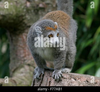 Madagassische weibliche gekrönte Lemur (Eulemur Coronatus) in Nahaufnahme Stockfoto