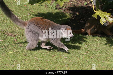 Madagassische weibliche gekrönte Lemur (Eulemur Coronatus) in Nahaufnahme (männlich im Schatten hinter ihr) Stockfoto