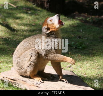 Madagassische männlichen gekrönte Lemur (Eulemur Coronatus) in Nahaufnahme Stockfoto