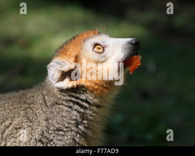 Madagassische männlichen gekrönte Lemur (Eulemur Coronatus) in Nahaufnahme beim Verzehr von Obst Stockfoto