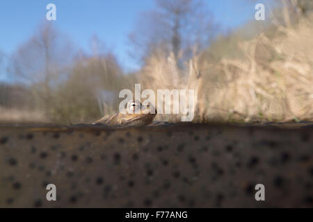 Gemeinsamen Kröte / Erdkröte (Bufo Bufo) sitzen auf Frogspawn, schwimmt auf der Wasseroberfläche, mit natürlichen Lebensraum, Splitscreen-. Stockfoto