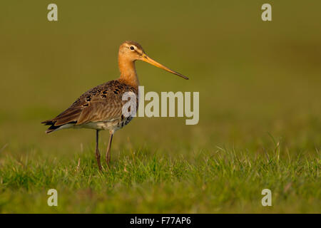 Erwachsenen Uferschnepfe / Uferschnepfe (Limosa Limosa) in der Zucht Kleid steht im hohen Grass eine nasse Wiese, goldenen Licht. Stockfoto