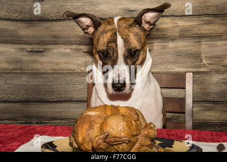 Betteln um das Festtagsmahl Stockfoto