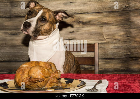 Betteln um das Festtagsmahl Stockfoto