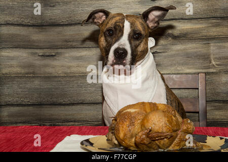 Betteln um das Festtagsmahl Stockfoto