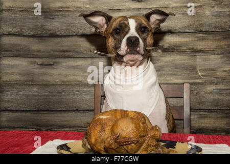 Betteln um das Festtagsmahl Stockfoto